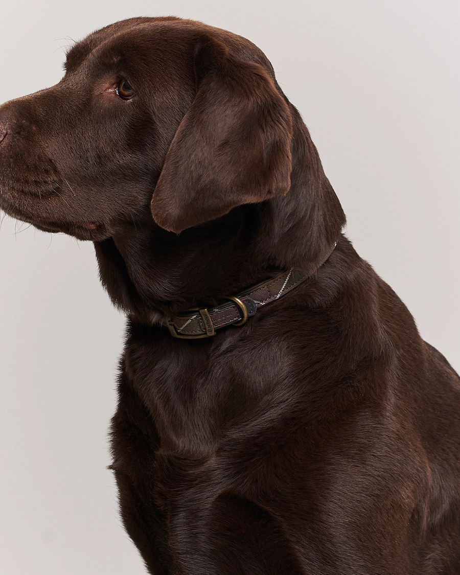 Herre | Til hunden | Barbour Lifestyle | Tartan Dog Collar Classic