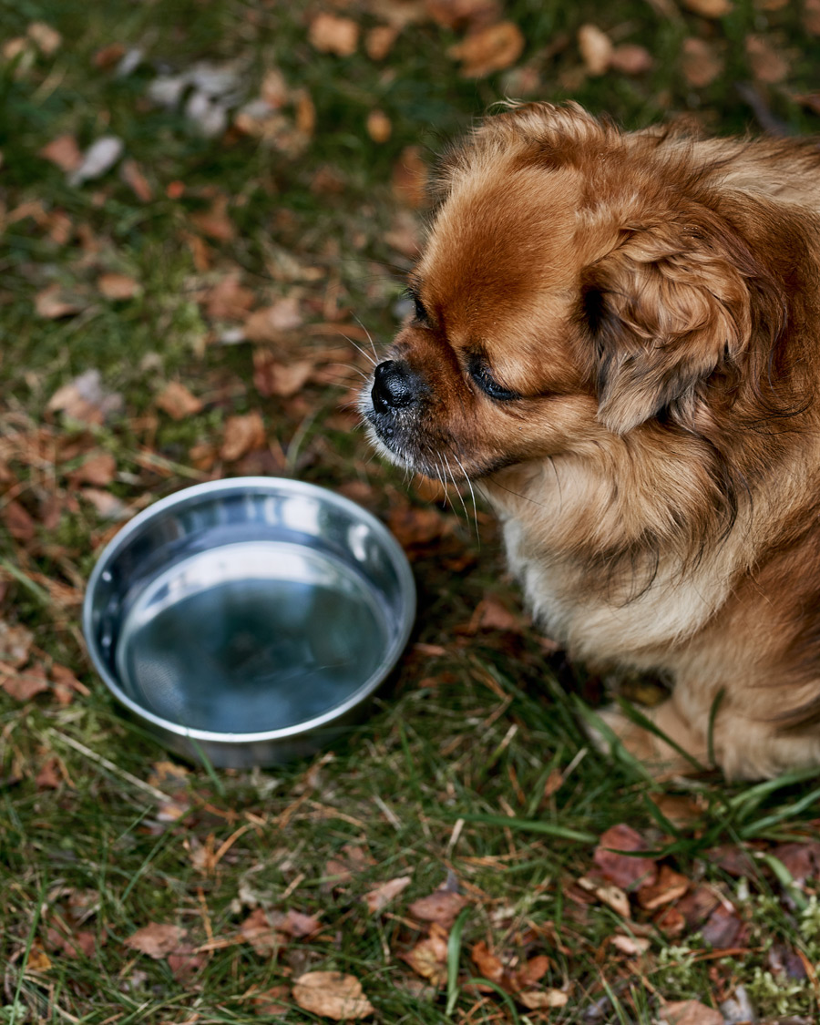 Herre | Campingudrustning | Snow Peak | Dog Food Bowl