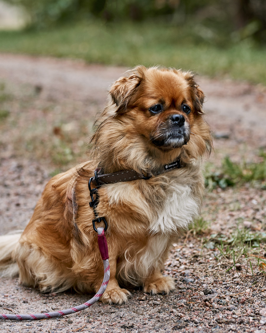 Herre | Campingudrustning | Snow Peak | Dog Rope Lead Grey