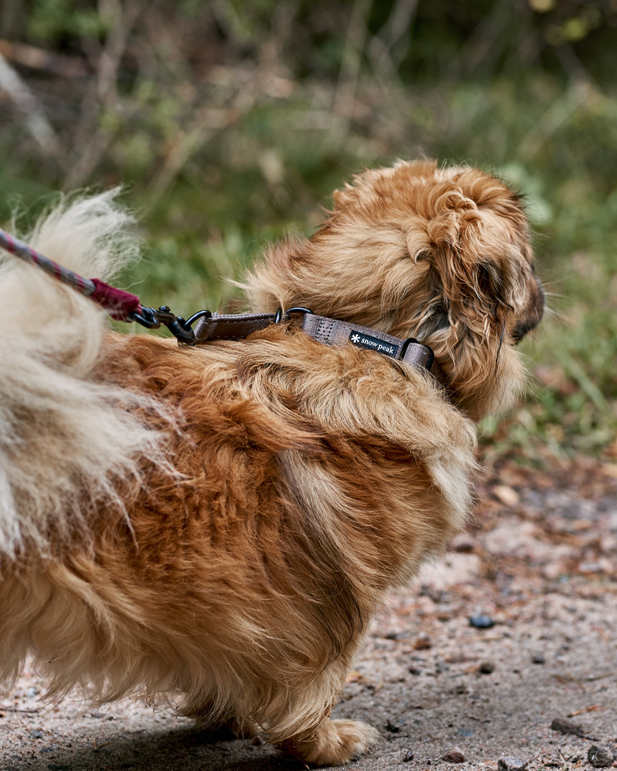 Herre | Active | Snow Peak | Dog Slip Collar Grey